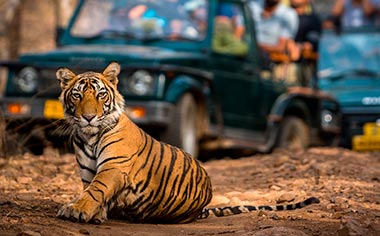 A tiger seen on safari in Ranthambore National Park, India